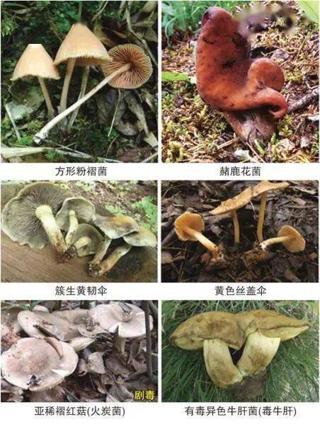 關于防范食用野生菌、毒性中藥材、野菜野果等中毒的告知書
